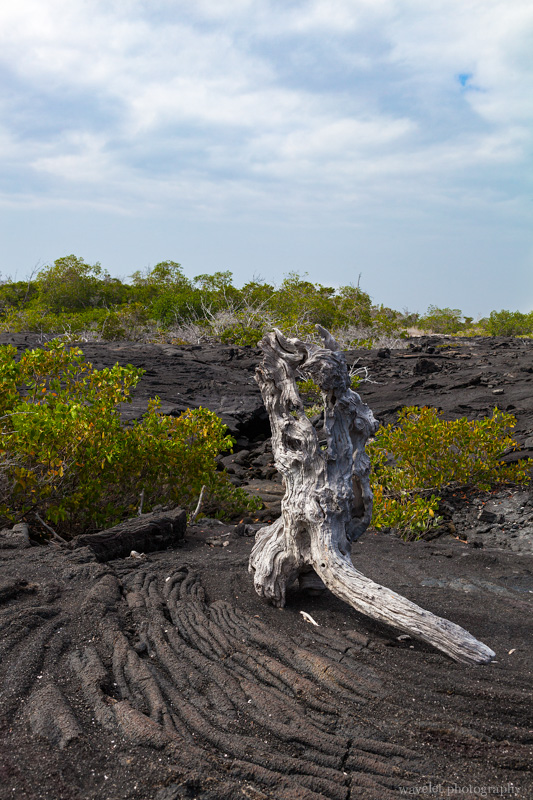 Mangroves on the lava field, Punta Espinoza, Fernandina Island