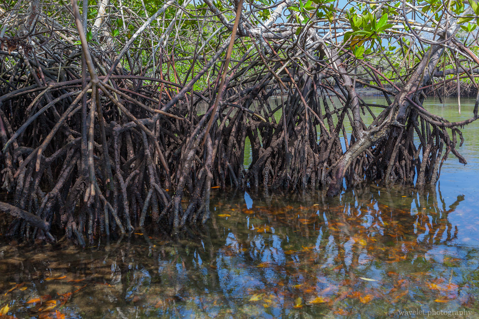Mangroves roots, Punta Espinoza, Fernandina Island