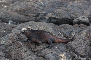 Marine Iguana, Puerto Egas, Santiago Island