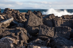 Marine Iguana, Sombrero Chino, Santiago Island