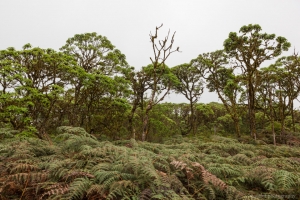 Scalesia tree, Around Twin Craters, Santa Cruz Island