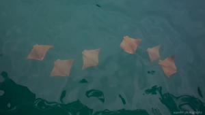 Golden Ray, Puerto Ayora, Santa Cruz Island