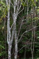 Palo Santo tree, Bahía Urbina, Isabela Island