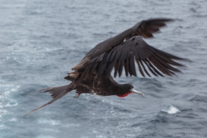 Frigate, en route to Caleta Tagus, near Isabela Island