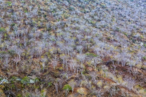 Palo Santo trees, Caleta Tagus, Isabela Island