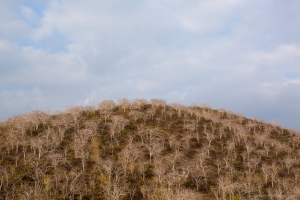 Palo Santo trees, Caleta Tagus, Isabela Island