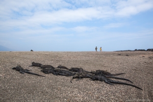 Marine Iguana,