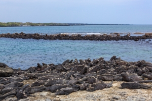 Marine Iguana, Punta Espinoza, Fernandina Island