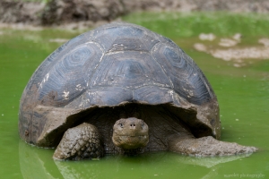 Giant Tortoises, Rancho El Manzanillo, Santa Cruz Island