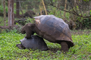 Giant Tortoises, Rancho El Manzanillo, Santa Cruz Island
