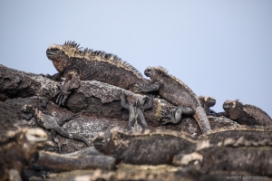 Marine Iguana, Punta Moreno, Isabela Island