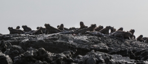 Marine Iguana, Punta Moreno, Isabela Island