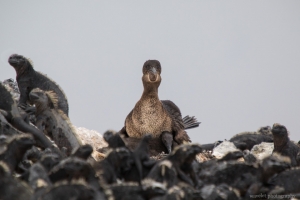 Flightless Cormorant, Punta Mangle, Fernandina Island