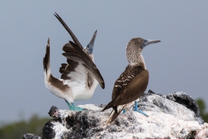 Blue-footed booby, Punta Mangle, Fernandina Island