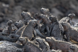 Marine Iguana, Punta Mangle, Fernandina Island