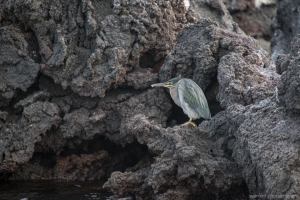Galapagos Heron, Punta Mangle, Fernandina Island