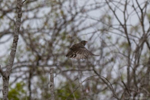 Tree Finch, Bahía Urbina, Isabela Island