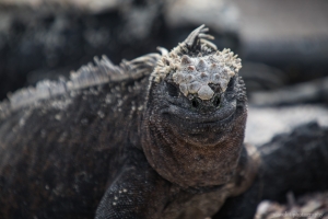 Marine Iguana, Punta Espinoza, Fernandina Island