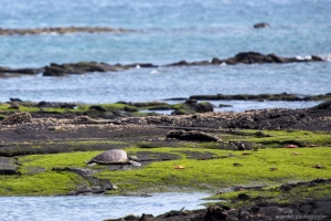 Green turtle, Punta Espinoza, Fernandina Island