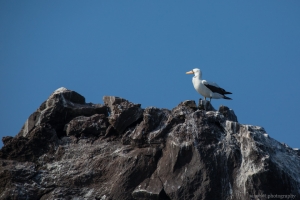Nazca Booby, Punta Vicente Roca, Isabela Island