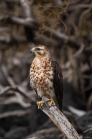 Galapagos Hawk, Espumilla Beach, Santiago Island