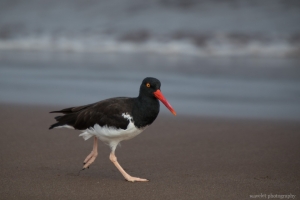 American Oystercatcher, Espumilla Beach, Santiago Island
