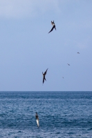 Blue-footed boobies diving, Espumilla Beach, Santiago Island
