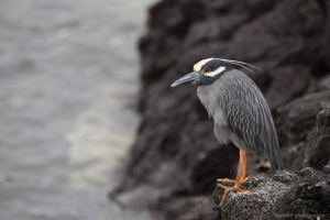 Yellow-crowned Night-heron, Puerto Egas, Santiago Island