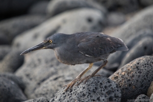 Galapagos Heron, Puerto Egas, Santiago Island