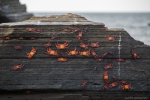 Sally Lightfoot Crab, Puerto Egas, Santiago Island