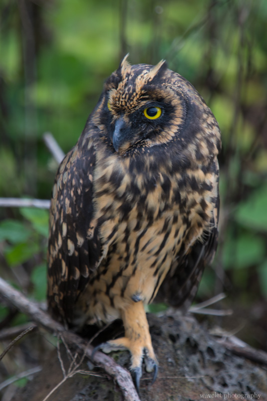 Short-eared owl, Santa Cruz Island