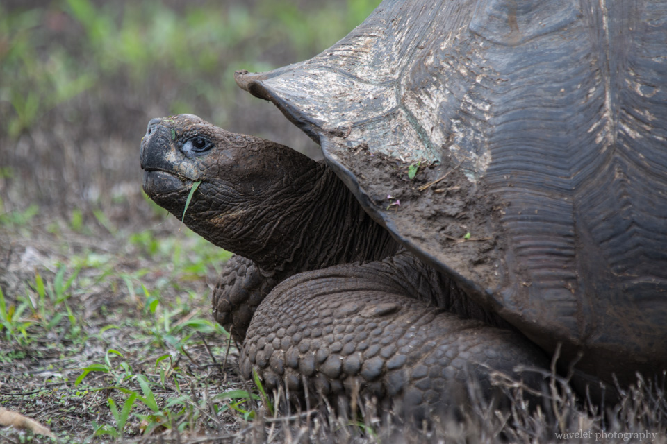 Giant Tortoises, Rancho El Manzanillo, Santa Cruz Island
