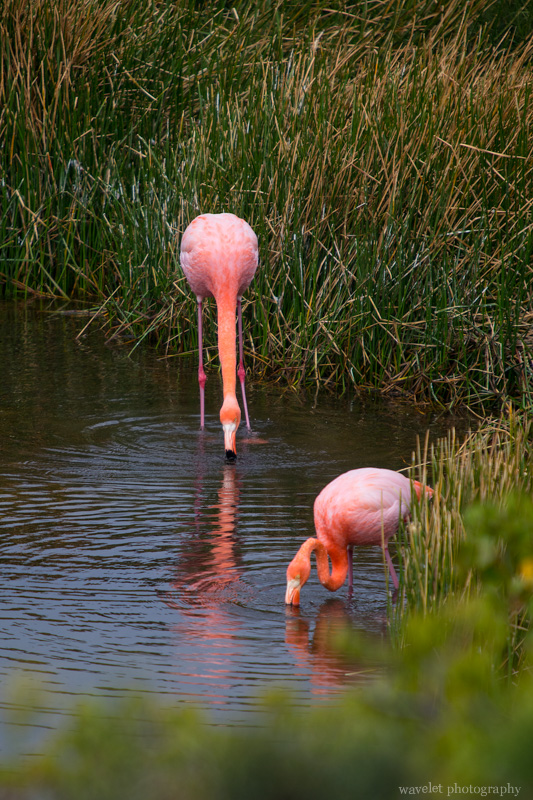 Greater Flamingo, Punta Moreno, Isabela Island