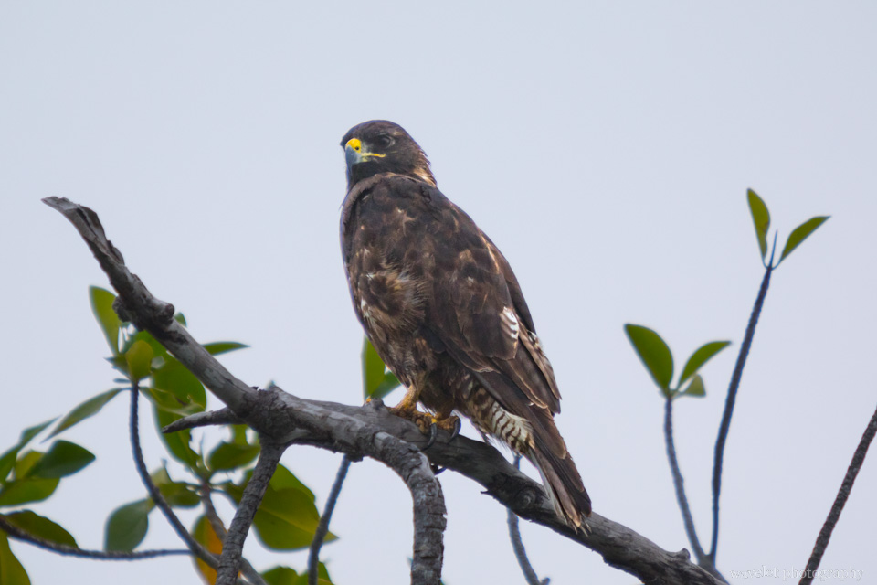 Galapagos Hawk, Punta Mangle, Fernandina Island