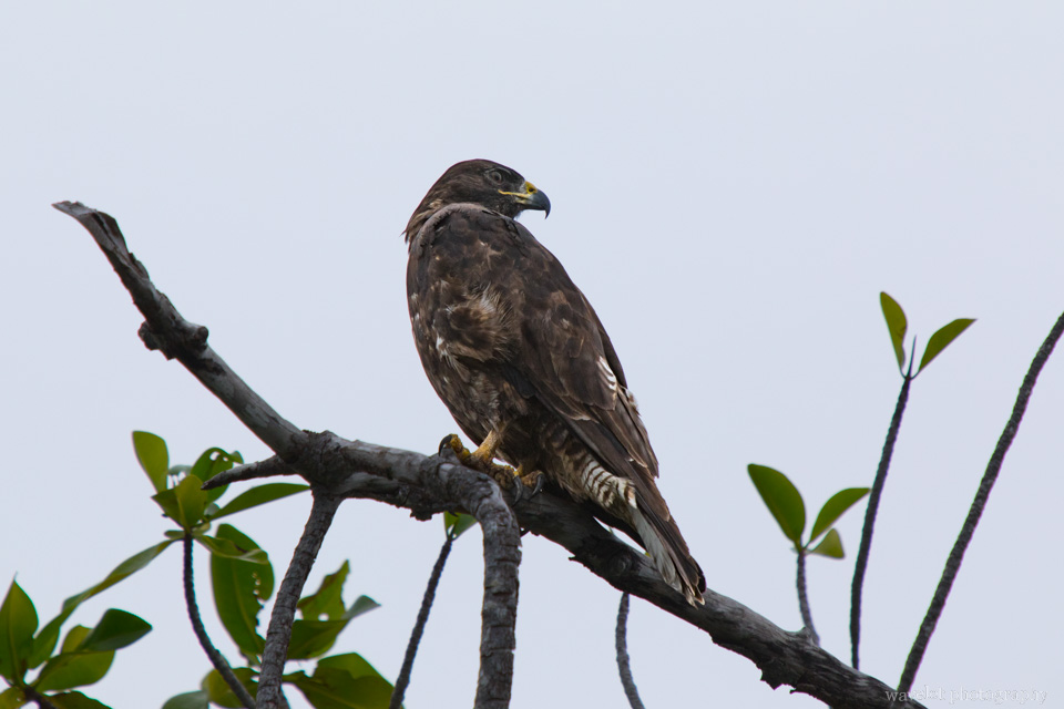 Galapagos Hawk, Punta Mangle, Fernandina Island