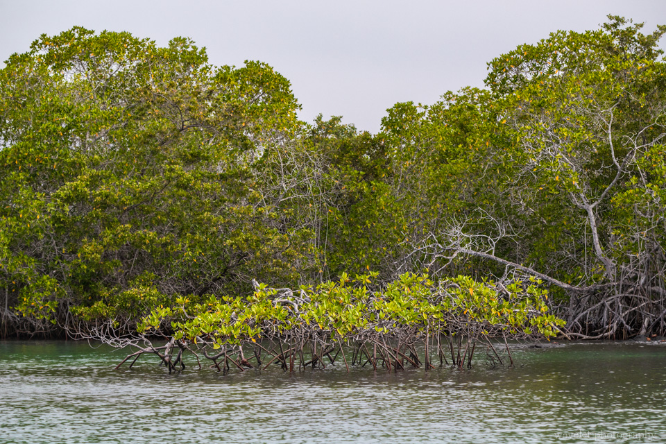 Mangroves, Punta Mangle, Fernandina Island