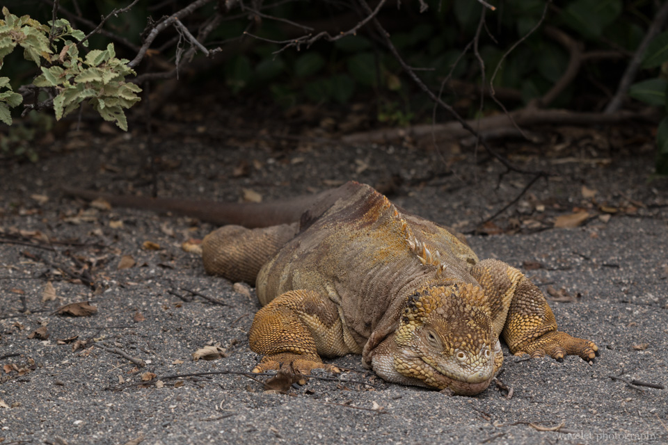 Galapagos land iguana, Bahía Urbina, Isabela Island