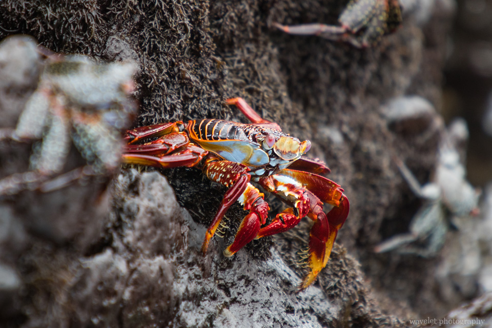 Sally Lightfoot Crab, Bahía Urbina, Isabela Island