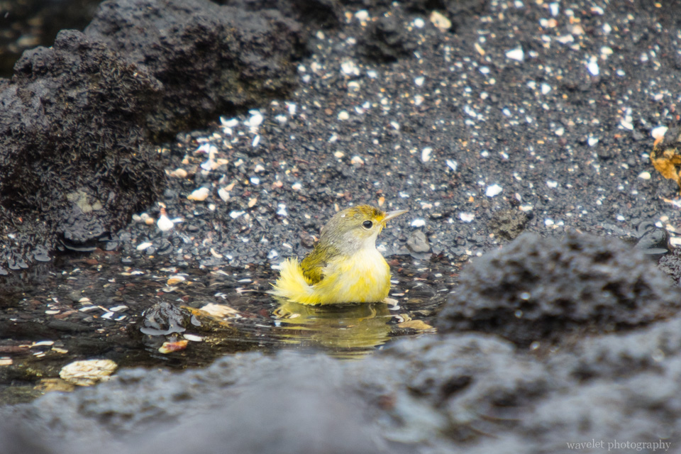 Yellow Warbler, Bahía Urbina, Isabela Island