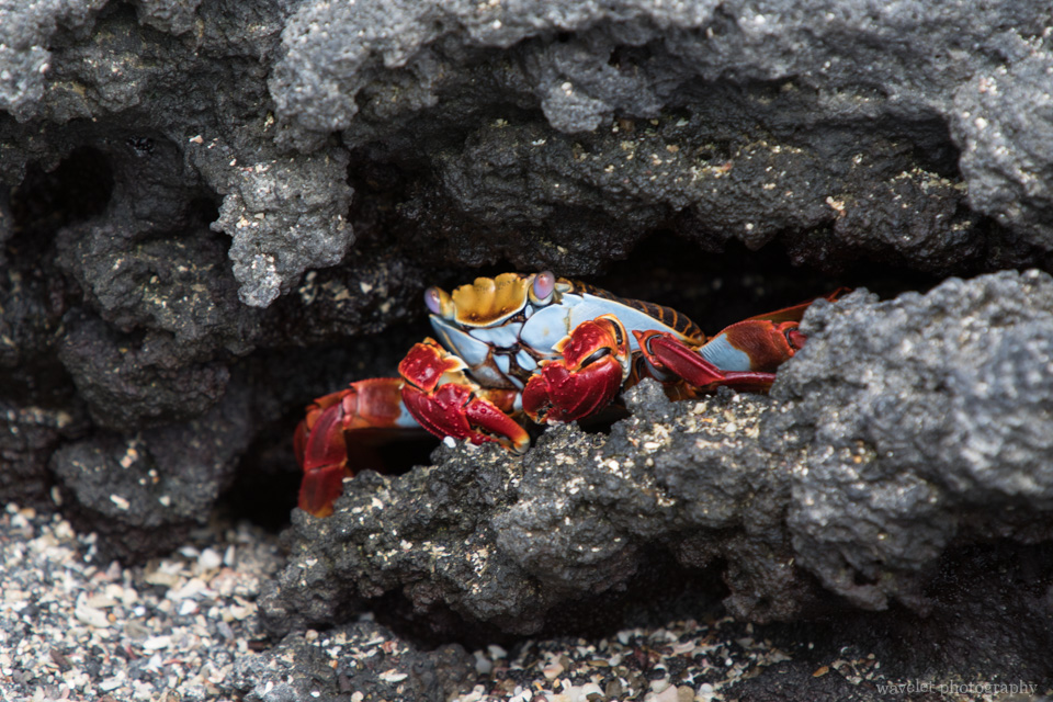 Sally Lightfoot Crab, Punta Espinoza, Fernandina Island