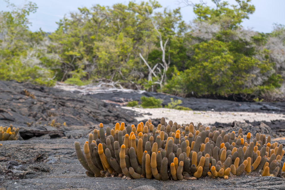Lava Cactus and Mangroves, Punta Espinoza, Fernandina Island