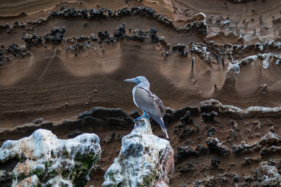 Blue-footed booby, Punta Vicente Roca, Isabela Island