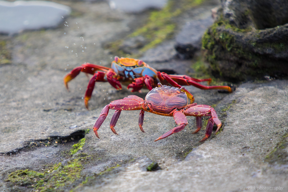 Sally Lightfoot Crab, Puerto Egas, Santiago Island