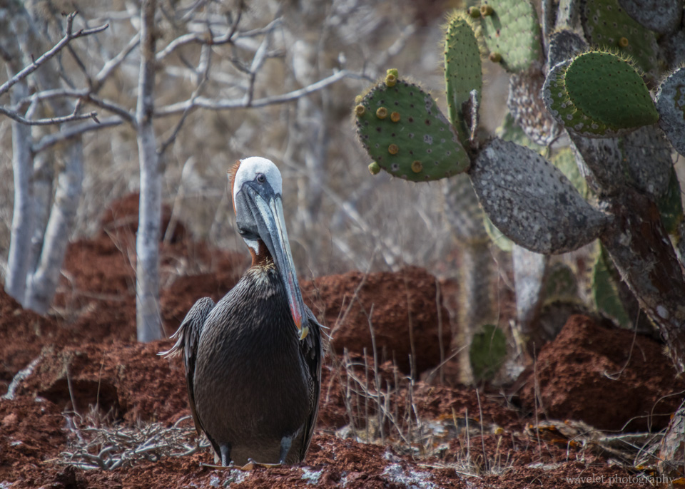 Pelican, Rábida Island