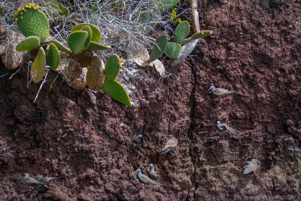 Common Noddy with Prickly Pear Cactus, Rábida Island