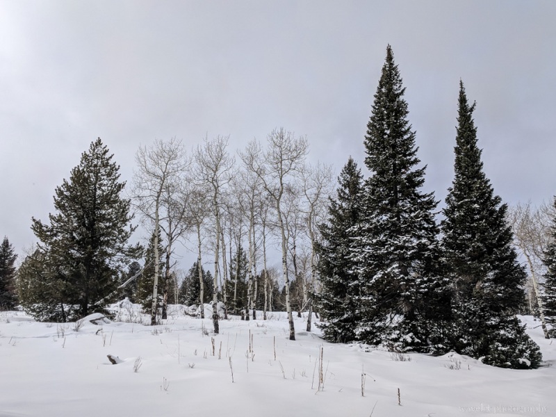 Snowshoe Excursion