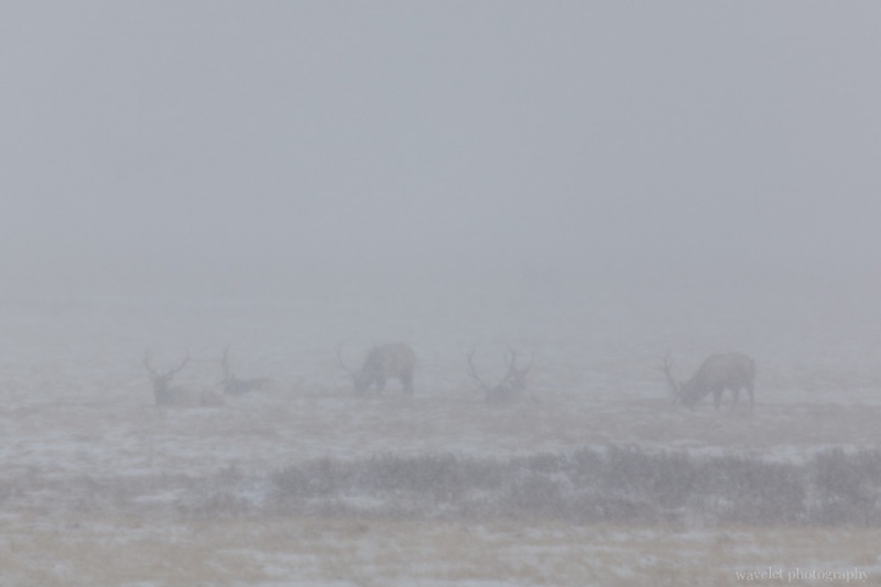Elks in the blizzard, Wildlife Tour