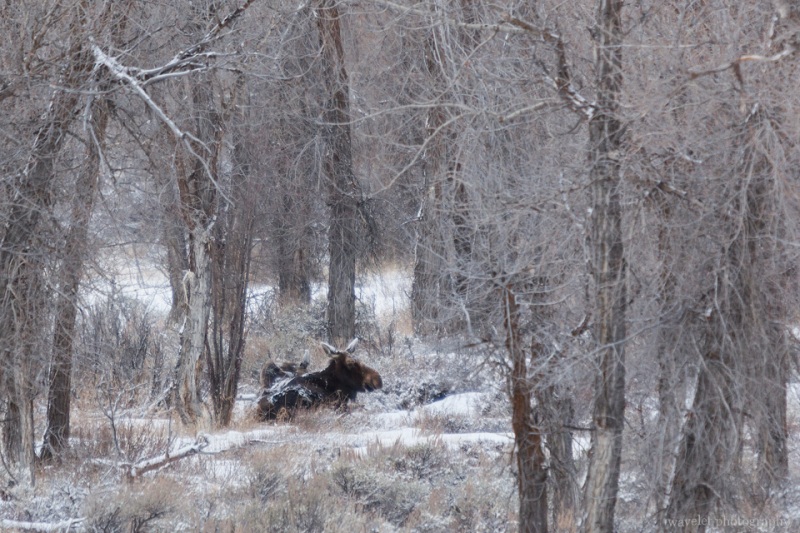 Mooses in the woods, Wildlife Tour