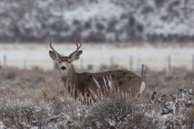 A mule deer, Wildlife Tour