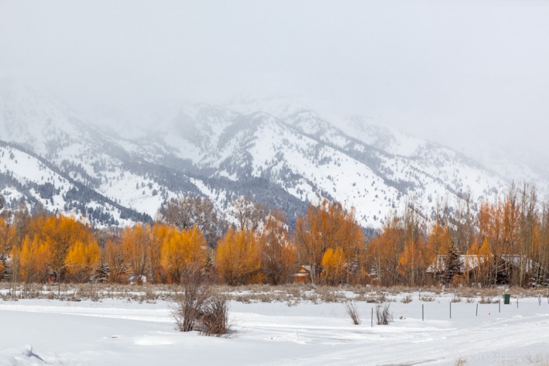 Cottonwood in golden color, Near Jackson